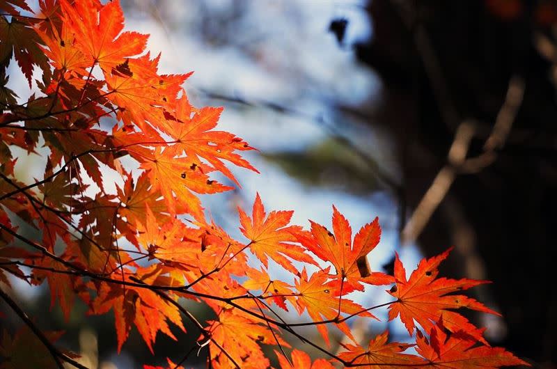 「寒露」是秋季的第五個節氣，天氣會變冷，要注意保暖養生。（圖／翻攝自pixabay）