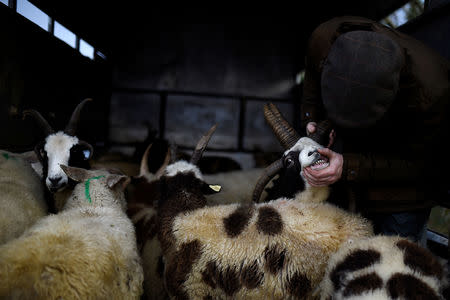 FILE PHOTO: A farmer checks the teeth of some Jacobs sheep at the annual Maam Cross fair in the Connemara region of Maam Cross in Galway, Ireland, October 30, 2018. REUTERS/Clodagh Kilcoyne/File Photo