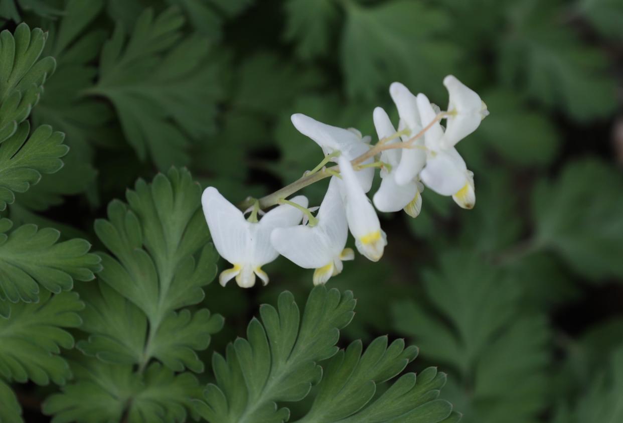 Dutchman's Breeches are a wildflower that are repopulating inside Cherokee Park in Louisville, Ky. on March 25, 2024. The 50th anniversary of the 1974 tornado which destroyed most of the trees in the area is approaching.