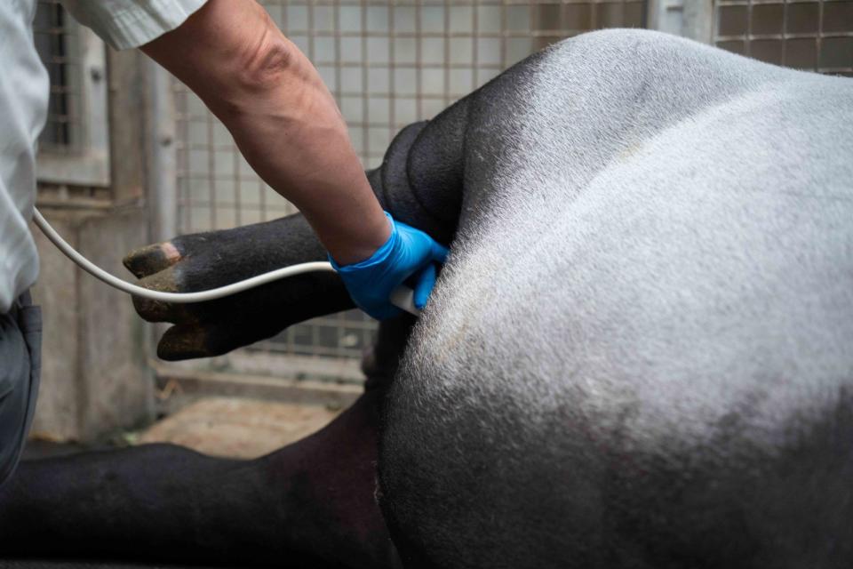「貘莉」十分配合定期產檢，將腿抬起方便獸醫動作。台北市立動物園提供