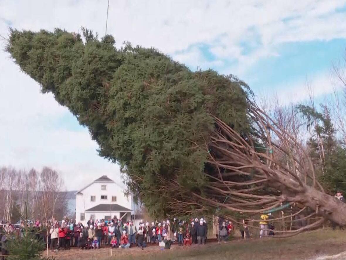 Dozens of people gathered and cheered as the tree was cut.  (Brett Ruskin/CBC - image credit)