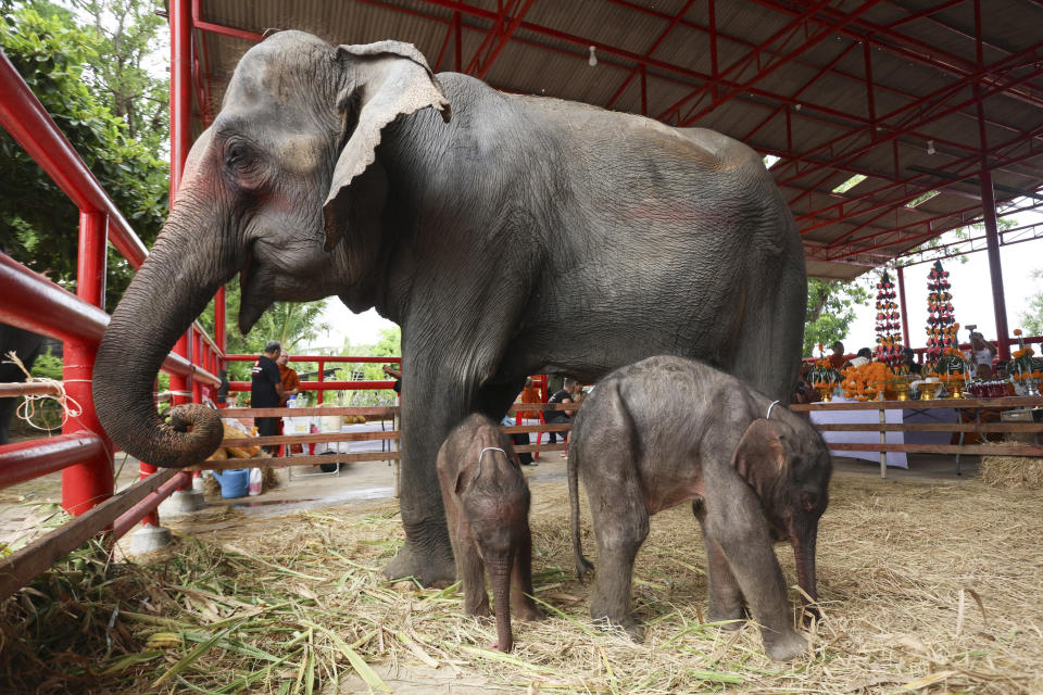 Mother, Chamchuri, stand with newborn elephant twins female, left, and male, right, in Ayutthaya province, hailand, Monday, June 10, 2024. Buddhist monks in Thailand on Friday blessed twin baby elephants, one male, the other female, a week after their rare birth came close to being a tragedy. (AP Photo/Nathathaida Adireksara)