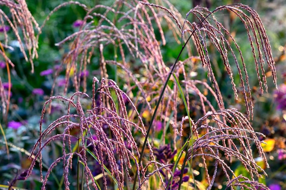 Himalayan fairy grass (Alamy Stock Photo)