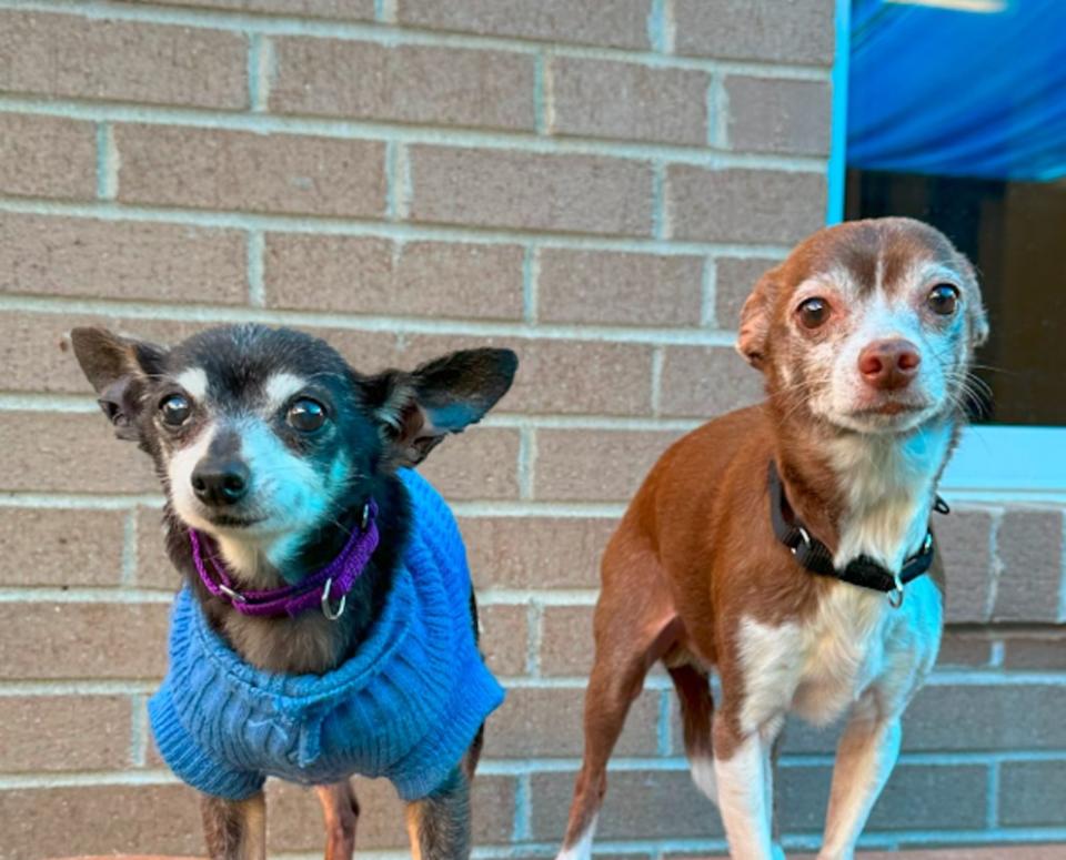 Old Friends Senior Dog Sanctuary<p>OFSDS/Instagram</p>