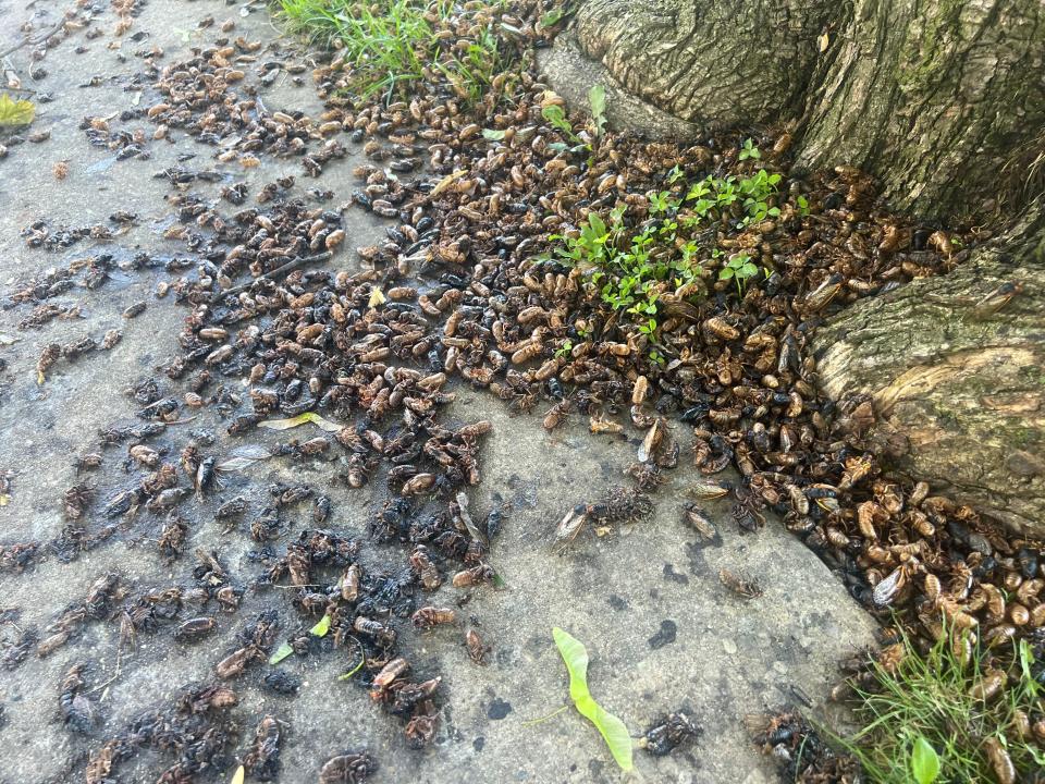 Millions of cicadas are blanketing Lake Geneva. Here's what they look