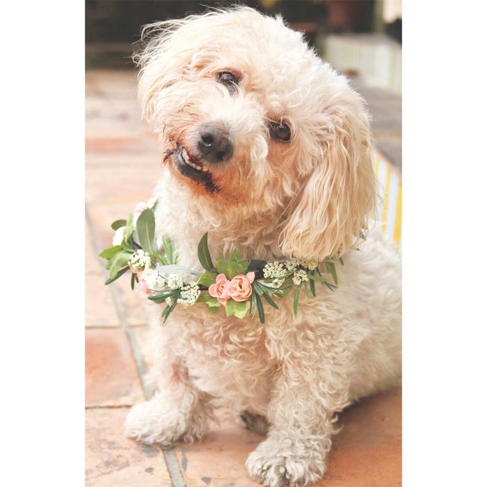 dog flower collar