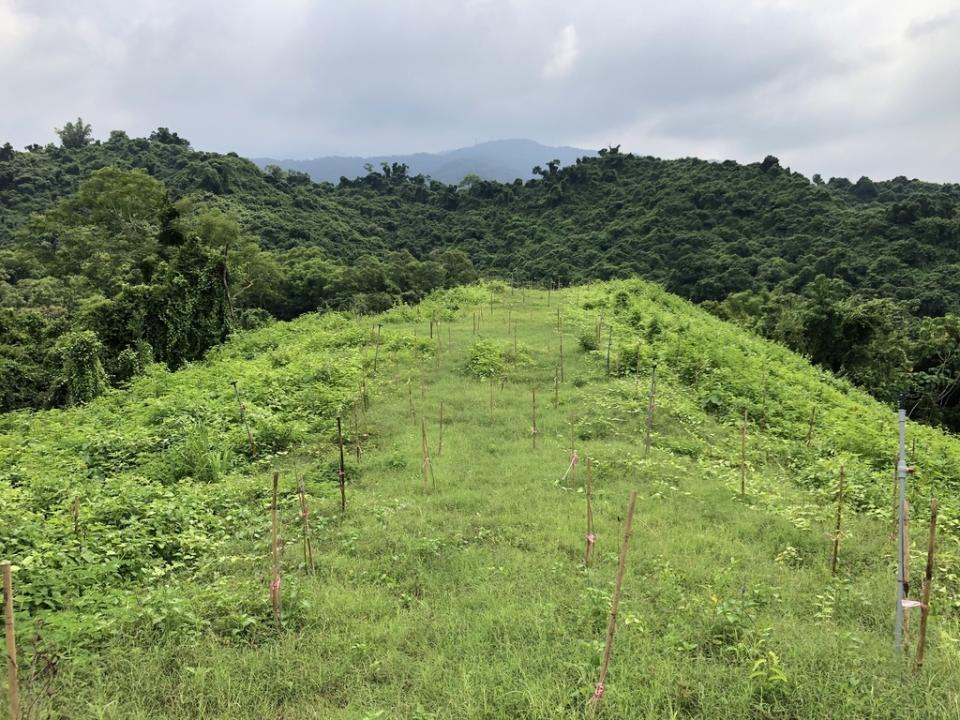 《圖說》生利能源植生復育成果顯著，山頂已明顯綠化外，亦可見到蝴蝶起舞的豐富生態景觀