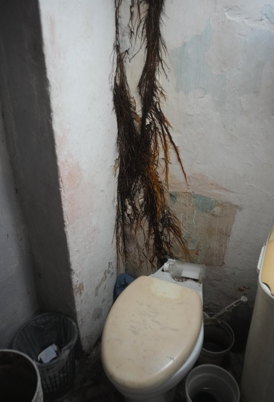 A plant's roots line the bathroom wall inside a dilapidated mansion where six families on Villegas Street in Havana, Cuba, Thursday, Oct. 5, 2023. The Cuban government has acknowledged the problem of housing deterioration in the island, but says the lack of material resources prevents it from tackling it. (AP Photo/Ramon Espinosa)