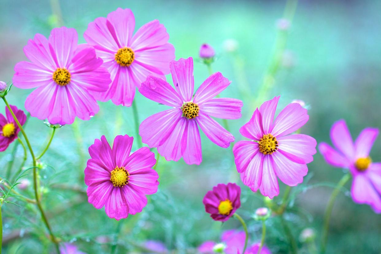flower meanings cosmos