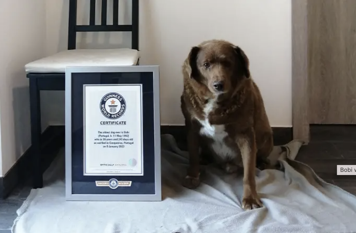 Pourquoi le Guinness Book suspend le titre de plus vieux chien de tous les temps