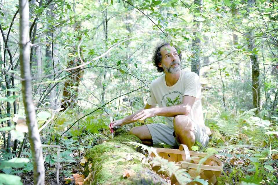 Foraging guide Alan Muskat looks up to talk about some chicken of the woods mushrooms he found on a short hike in the Bent Creek Experimental Forest on Friday, Sept. 22, 2017. 