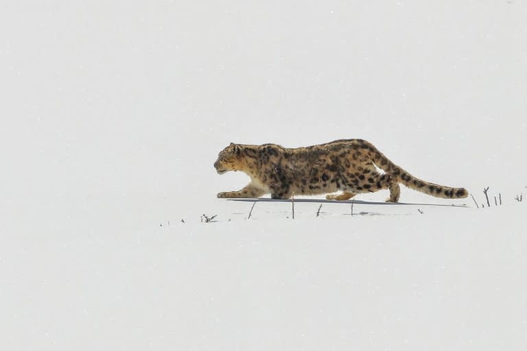 El leopardo de las nieves es un animal muy difícil de observar