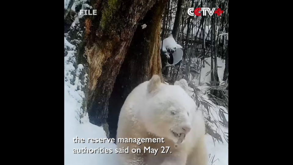 El panda albino come un trozo de bambú. Según el Fondo Mundial para la Naturaleza, los pandas suelen comer entre 26 y 84 libras de bambú al día.