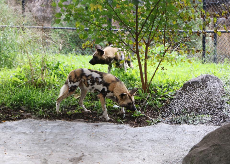 Franklin Park Zoo welcomes 2 African painted dogs