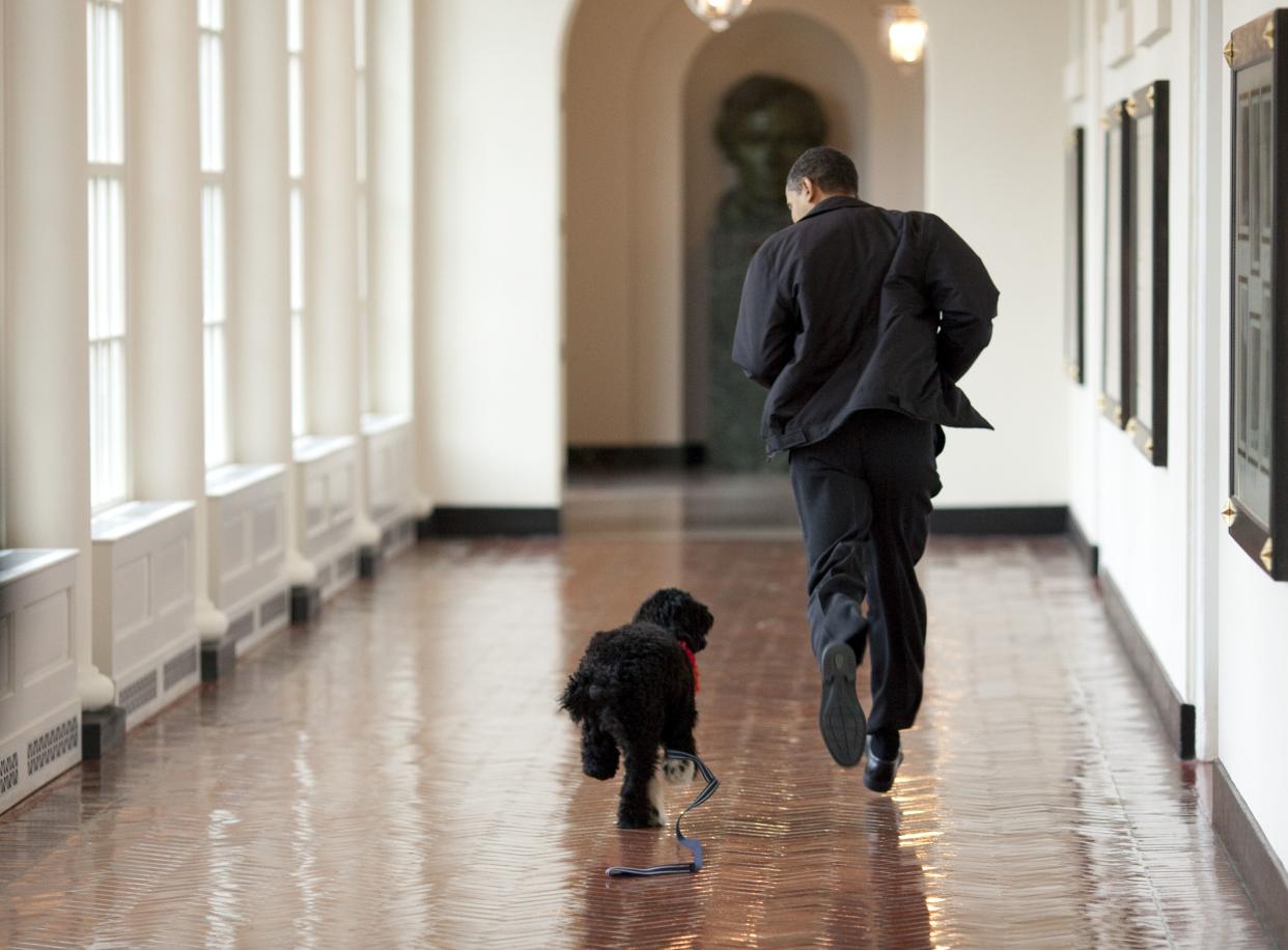 Barack Obama runs down a corridor with the family's new dog, Bo, at the White House in Washington, DC, in 2009. (Pete Souza/The White House via Getty Images)