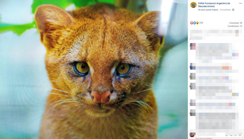 Quando Tito si è rotto una zampina durante una corsetta, la padrona ha deciso di portarlo dal veterinario. Durante la visita ha scoperto che quello che pensava essere un gatto era in realtà uno jaguarundi, cioè una specie di puma. A confermare che Tito era sì un felino, ma non un gatto è stato il Fara, l'ente argentino per la salvaguardia degli animali, i cui volontari hanno precisato che il cucciolo dovrà tornare presto a vivere nel suo ambiente naturale: "Non sono animali domestici - dicono al Fara, che ha condiviso su Facebook le foto dell'animale - e devono stare nel loro habitat.