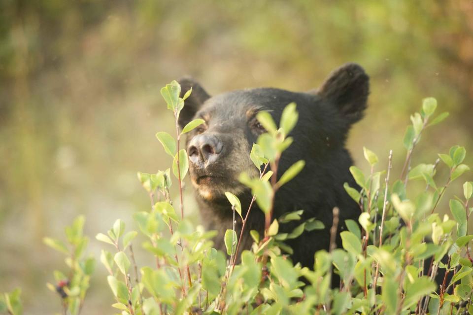 <p>As the Canadian Rockies are home to an abundance of exciting <a href="https://www.goodhousekeeping.com/uk/lifestyle/travel/a27677862/wildlife-holidays-india/" rel="nofollow noopener" target="_blank" data-ylk="slk:wildlife;elm:context_link;itc:0;sec:content-canvas" class="link ">wildlife</a>, you can enjoy an in-built safari experience on Rocky Mountaineer holidays. From grey wolves and white-tailed deer to mountain goats and more, the train ride is the perfect way to see them all. </p><p>Grizzly bears, bald eagles, elk and big-horned sheep have also been spotted by travellers on the Rocky Mountaineer, with the train often slowing to allow you to snap photographs. The knowledgeable team will also have some fun details about these locals. Don't forget to look out for Canada’s national animal along the way too, especially if you travel via Moose Lake!</p>