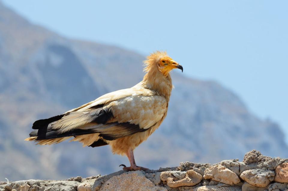 Critically-endangered Egyptian vultures are among species threatened by the development of the city (Getty)