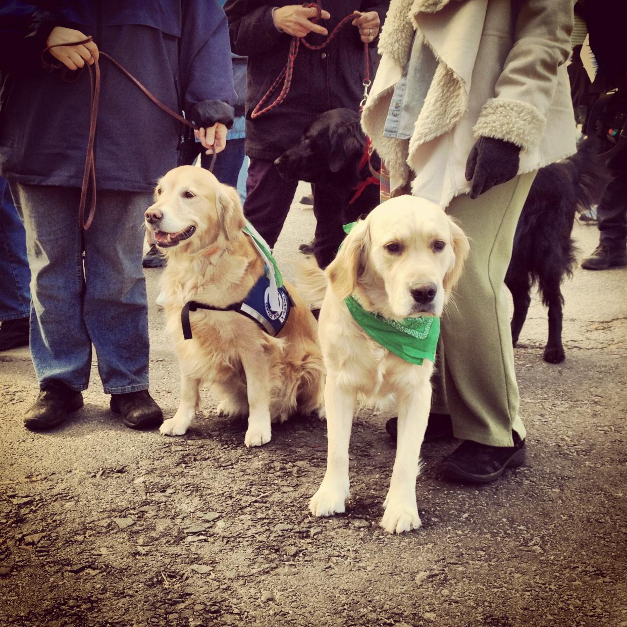 A pair of golden retrievers, both trained therapy dogs, are seen in Newtown, Conn.