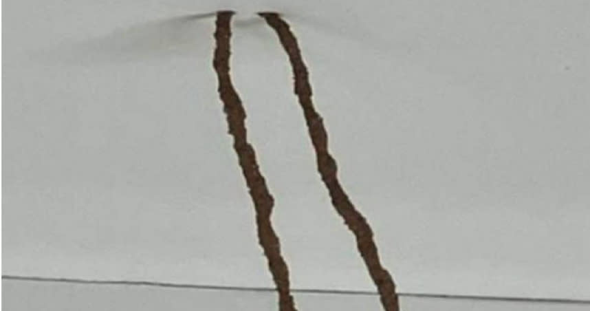 女子在浴室天花板上發現了兩根像是樹枝的棕色「棍子」後，詢問網友其出現的原因，網友則表示，這兩根看起來像棍子的物體，應是白蟻留下的「泥管」。（圖／臉書Mums Who Clean）