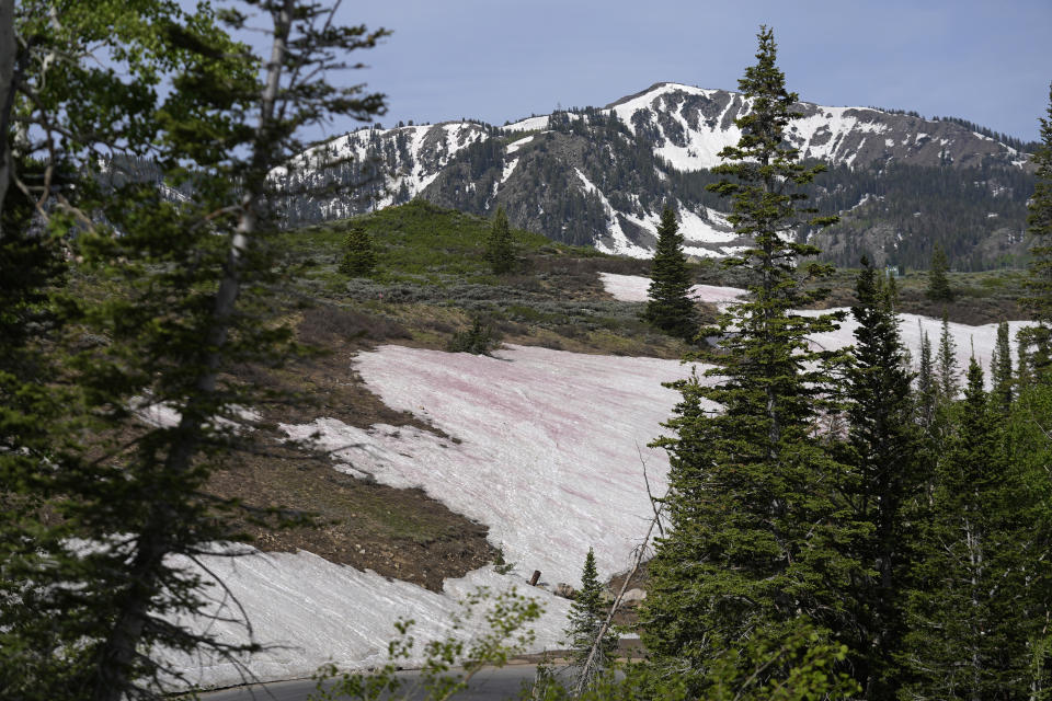 An algae that provides snow banks a pink hue has piqued the curiosity of drivers and hikers traversing Guardsman Pass on Wednesday, June 28, 2023, near Park City, Utah. The so-called “watermelon snow” comes from algae that swim to the surface and change colors to protect themselves from ultraviolet rays. (AP Photo/Rick Bowmer)