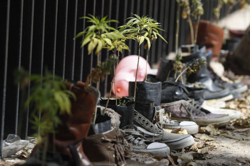 Marijuana plants grow inside discarded shoes at a makeshift camp outside of the Senate building in Mexico City, Thursday, Nov. 19, 2020. Mexican marijuana activists have been camping outside the Senate since February of this year, growing a crop of marijuana plants and smoking it as a way to pressure the government into legalizing recreational cannabis. (AP Photo/Eduardo Verdugo)