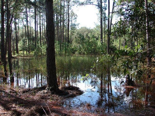 The Green Swamp in Brunswick County, N.C., is managed by The Nature Conservancy, the last tract of the sprawling longleaf pine savannas that once covered Southeastern North Carolina.