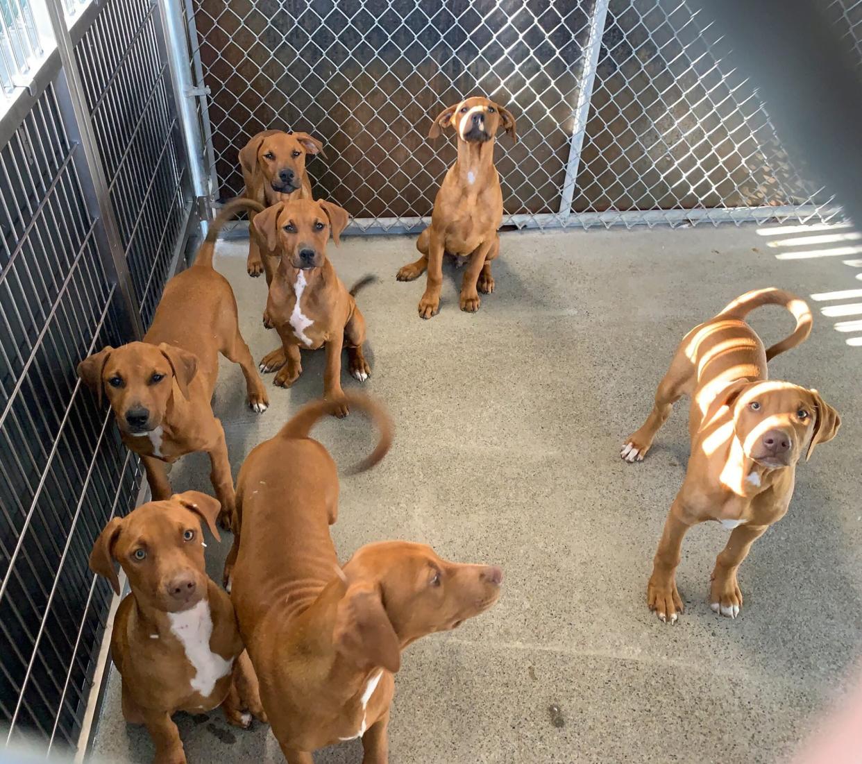 caged area full of puppies