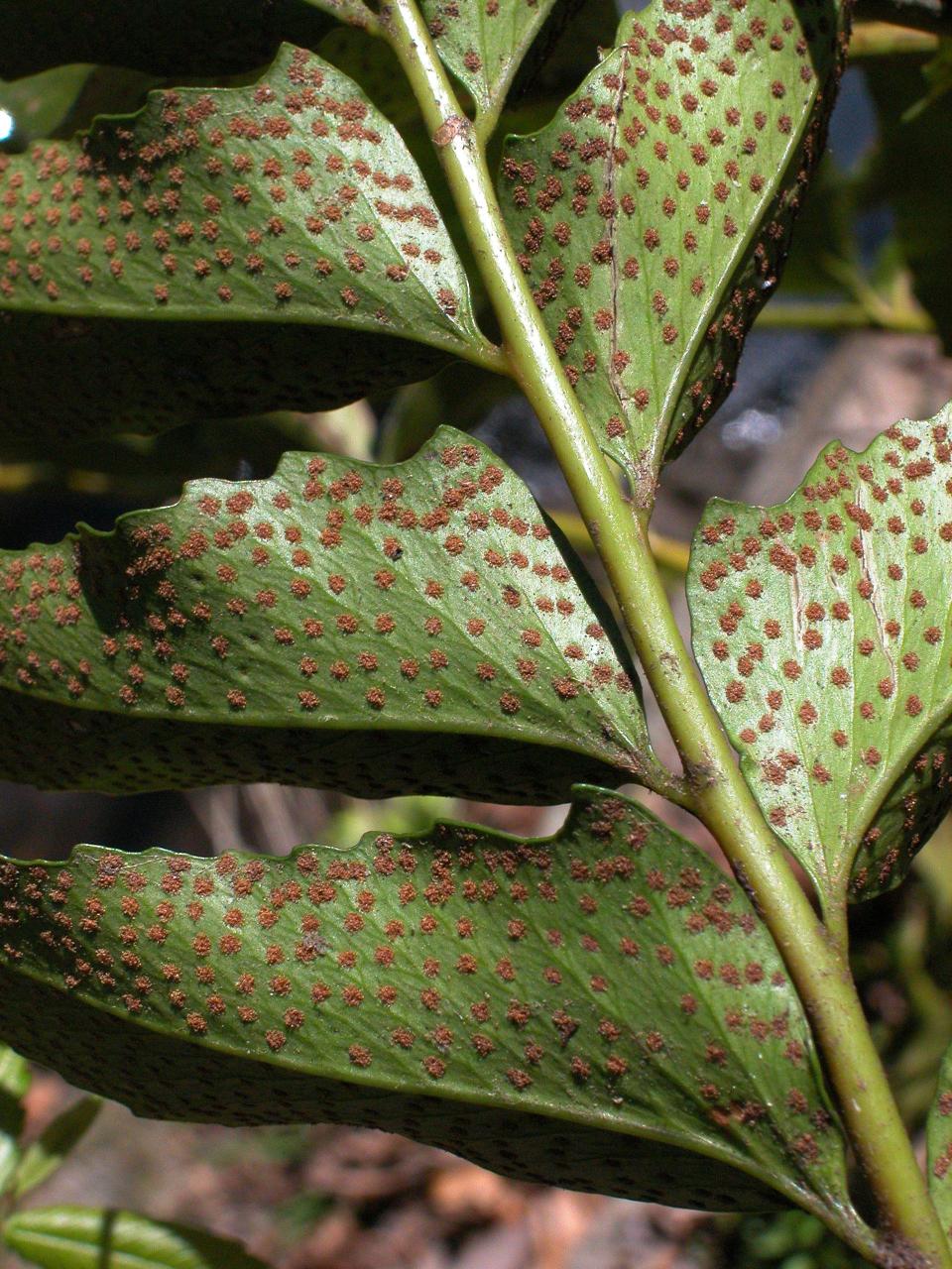 Like many ferns, the holly fern has sporangia grouped together in tiny, tiny patches on the back side of the leaf.