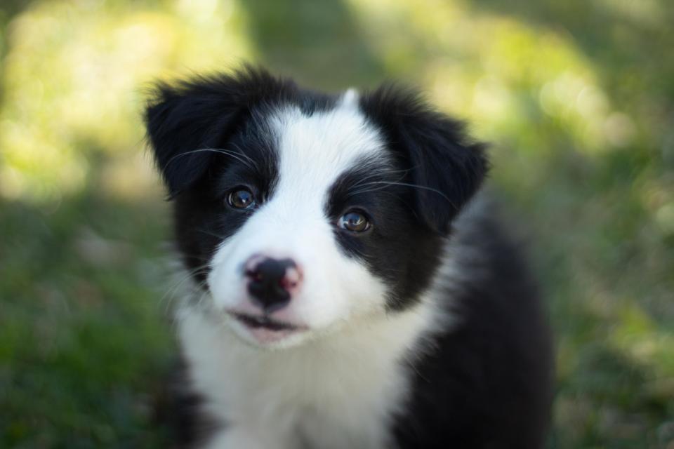 a puppy standing in grass