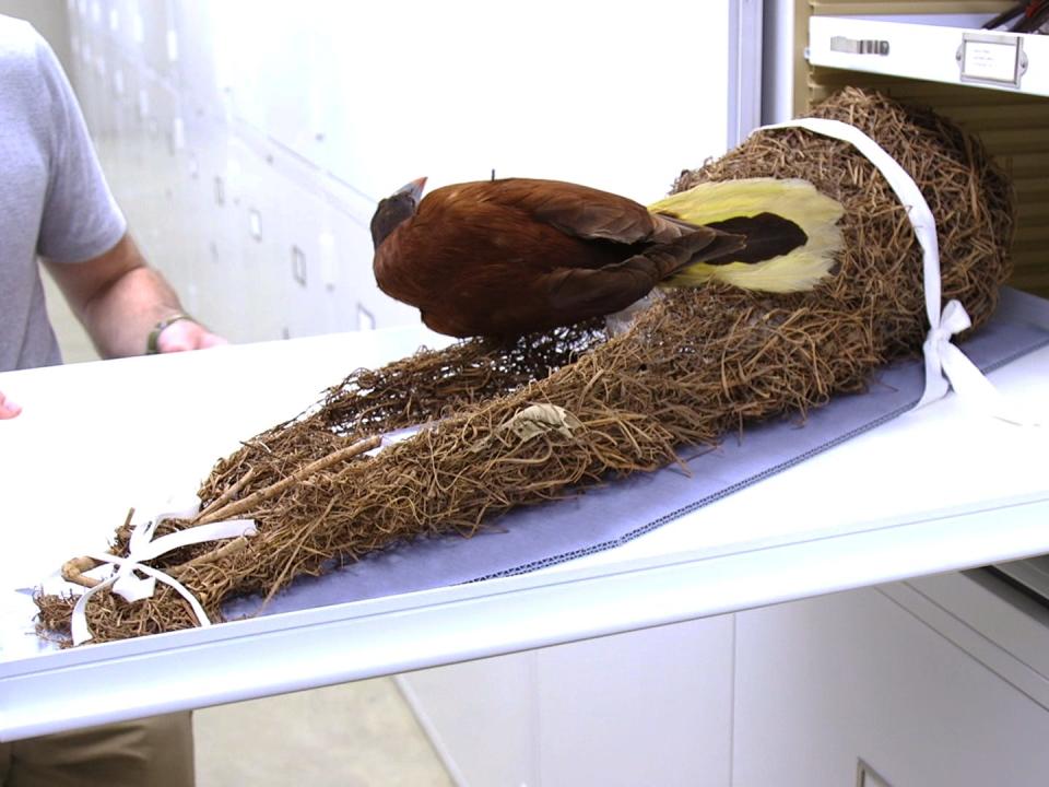 An oropendola bird and its nest in a drawer from a different angle.