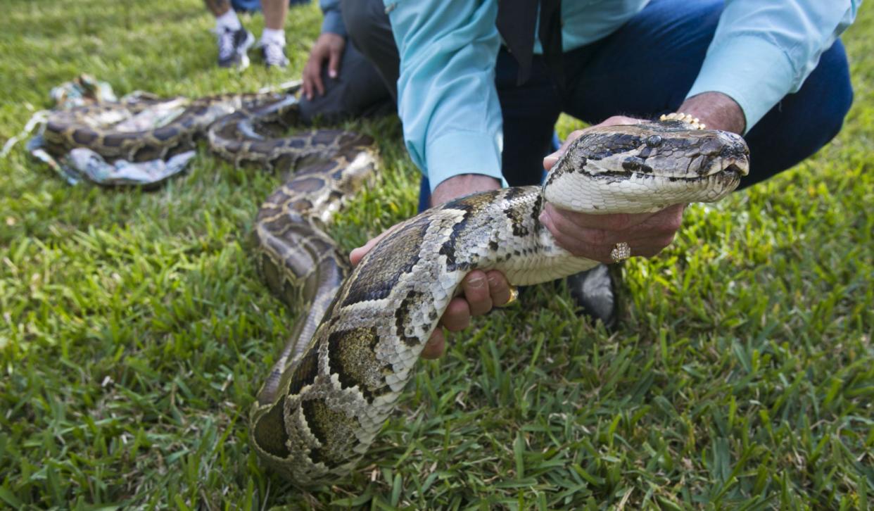 A demonstration on how to handle a Burmese Python during training for the Python Challenge at the University of Florida Research and Education Center in Davie, Florida in 2012.