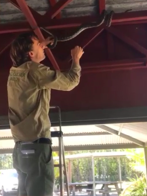 Luke Huntley had to climb a ladder to catch the creature, which slithered every which way. Source: Facebook/snakecatchernoosa