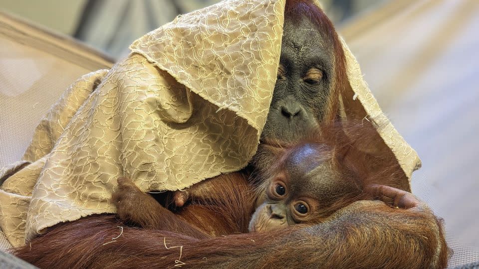 Siska, a baby orangutan born at the Denver Zoo in August, is held by her mother, Eirina. - Courtesy Denver Zoo
