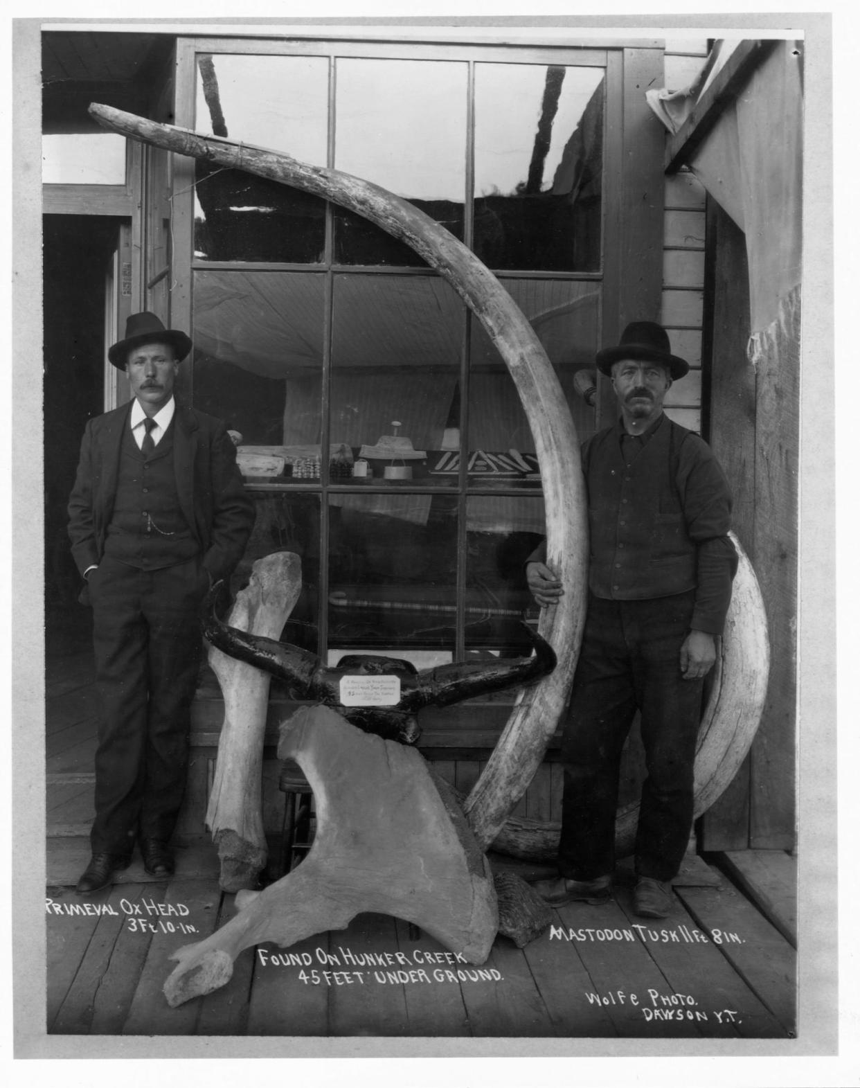 A black-and-white photo of two men in frontier-era clothes and hats pose with a giant mastodon tusk twice their height and other large fossils labeled as "primeval ox head" and "found on Hunker Creek."