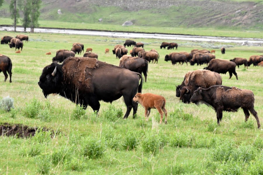 A herd of buffalo, also known as bison, are seen near the Lamar River in Yellowstone National Park, June 14, 2024, near Mammoth Hot Springs, Wyo. A rare white buffalo calf was seen in the park earlier this month. (AP Photo/Matthew Brown)