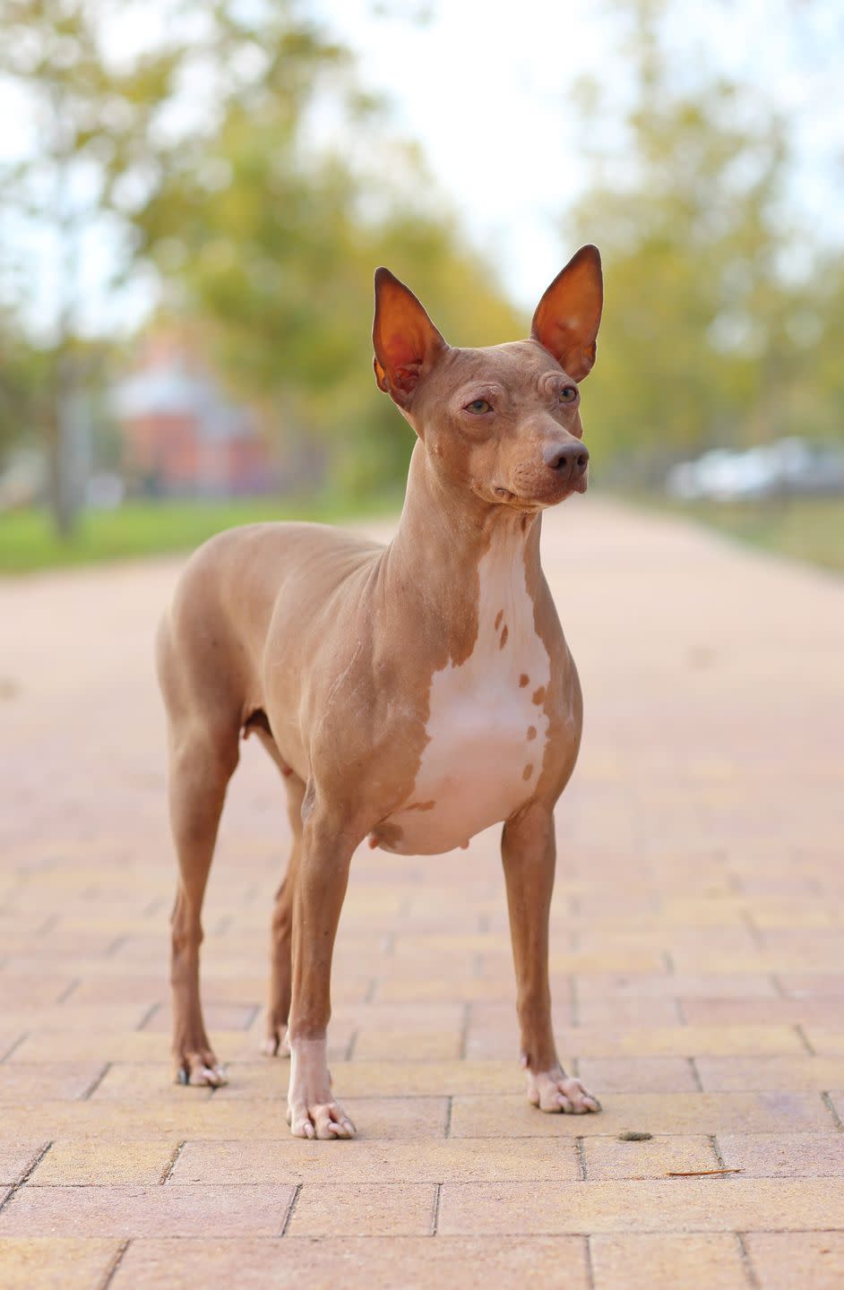 american hairless terrier smallest dog breeds