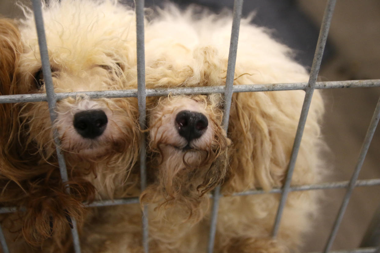 Two small dogs rescued from a commercial breeding facility in Texas. (Photo: SPCA of Texas)