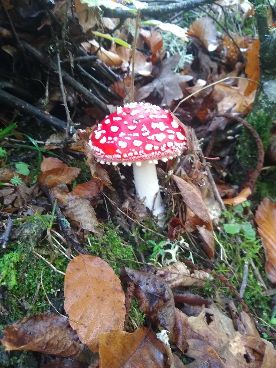 Llamativa a la par que peligrosa. <em>Amanita muscaria</em> ya nos advierte de su peligro. Fuente propia