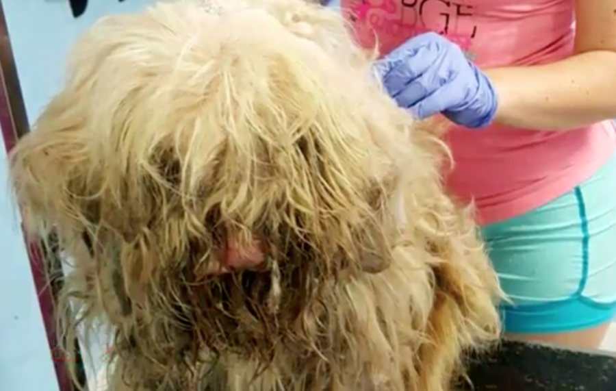 This neglected stray had an emergency grooming session, now looks like a completely different dog