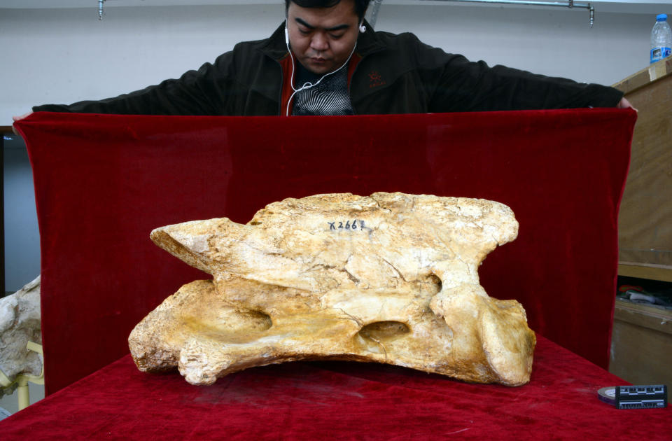 Image: A huge axis of the giant rhino Paraceratherium linxiaense (Tao Deng)
