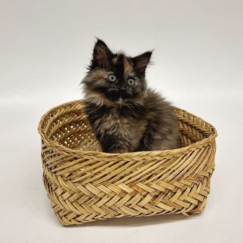 <p>Humane Society of Central Oregon</p> Cinder the kitten