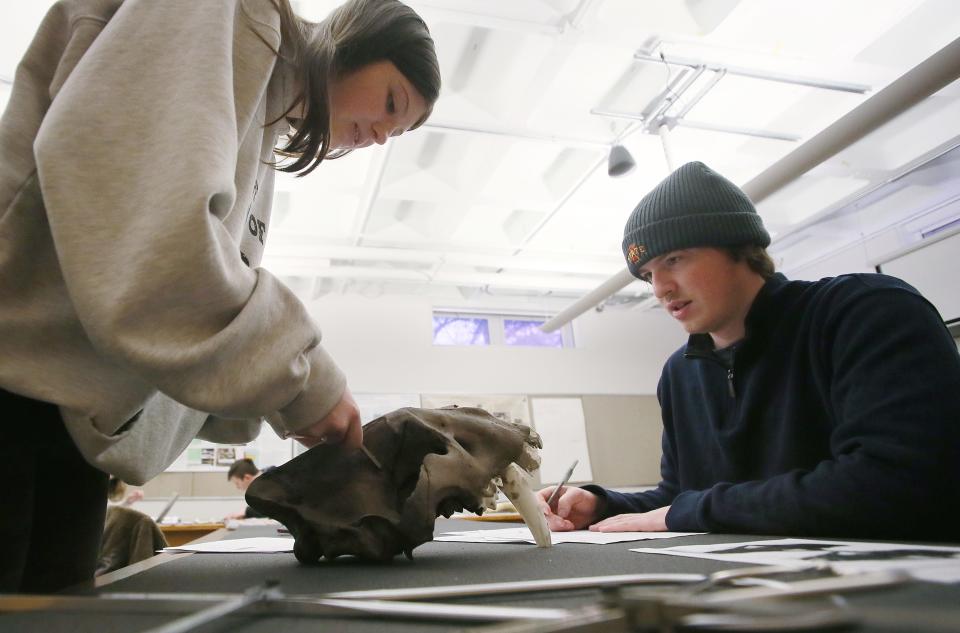 Iowa State University senior Brenden Patterson and sophomore Chaleigh Gobin measure a saber-toothed cat skull recently found in southwest Iowa during their class at Pearson Hall on Tuesday, April 4, 2023, in Ames, Iowa.
