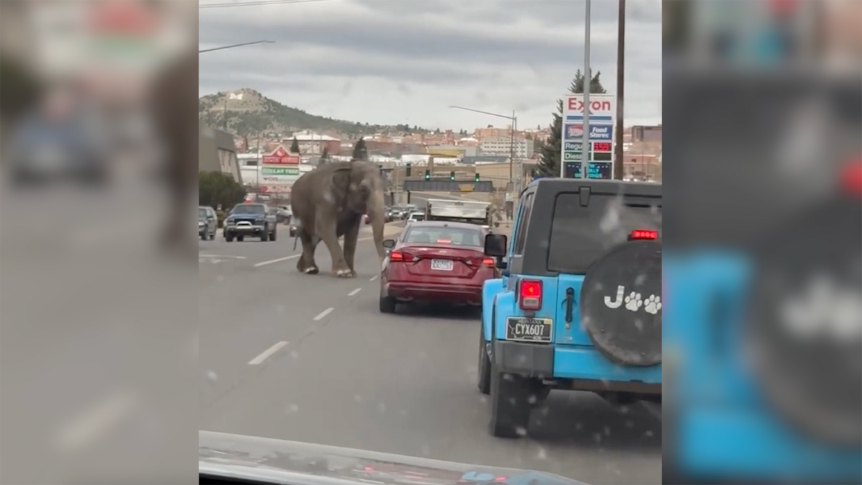 Video on social media shows Viola walking down the middle of the road through Butte's town traffic in Southwest Montana. / Credit: Brittany McGinnis via Storyful