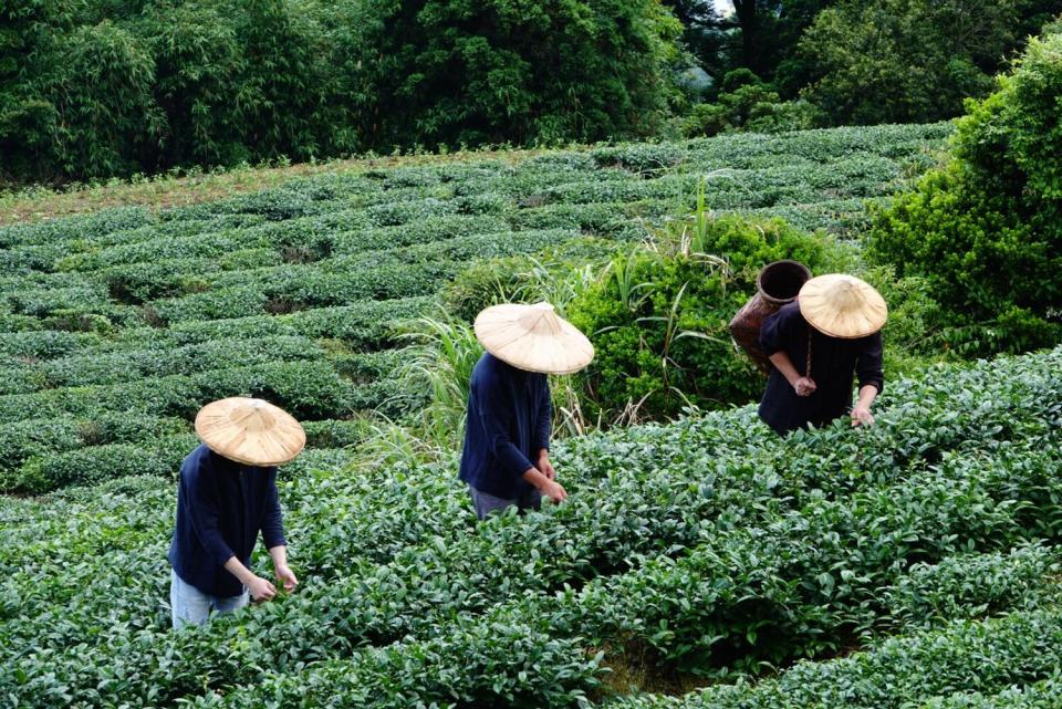 茶農田間工作照。   圖：新北市農業局提供