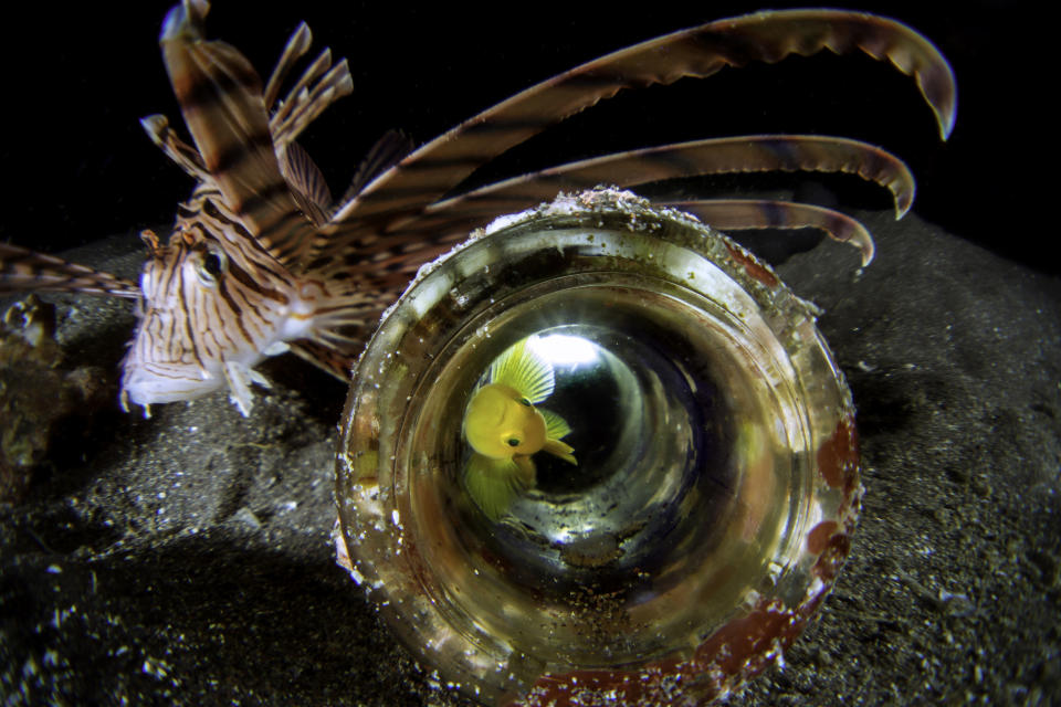 <p>Golden goby makes a discarded bottle on the sea floor his home. Being so tiny, they are always living under the threat of their natural enemies in Osezaki, Nishi-Izu, Shizuoka Prefecture, Japan, Sept. 27, 2014. (Photograph by Toru Kasuya) </p>