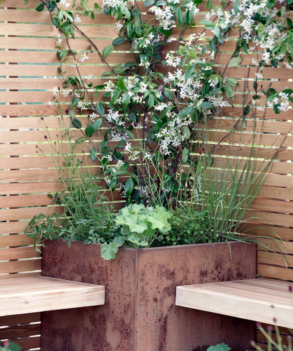 slatted fence with climbing plant