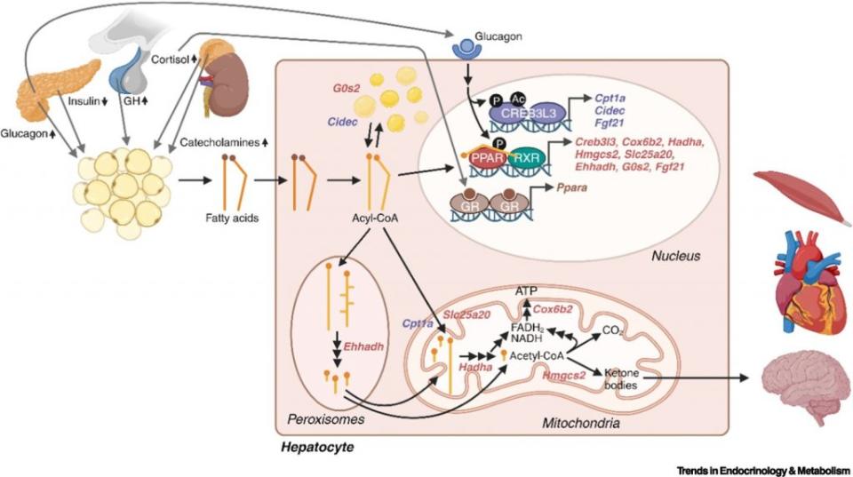 這幅圖展示了在人體內，特別是在肝細胞中，斷食對於新陳代謝路徑的影響。圖中描繪了從激素信號（例如胰島素減少、胰高血糖素升高、皮質醇和生長激素增加）導致脂肪酸釋放，到這些脂肪酸如何被轉化成乙醯輔酶A（Acyl-CoA），進而在肝細胞的過氧化體和線粒體中進行進一步的分解。在線粒體中，乙醯輔酶A可以轉換成酮體，這是斷食時大腦的主要能量來源。圖中還包含了細胞核中相關基因的表達調控，這些基因參與調節脂肪酸的分解和酮體的生成。這整個過程顯示了間歇性斷食如何在分子層面上影響我們的能量代謝，並可能對減重和健康帶來益處。（圖／《內分泌和代謝趨勢》）