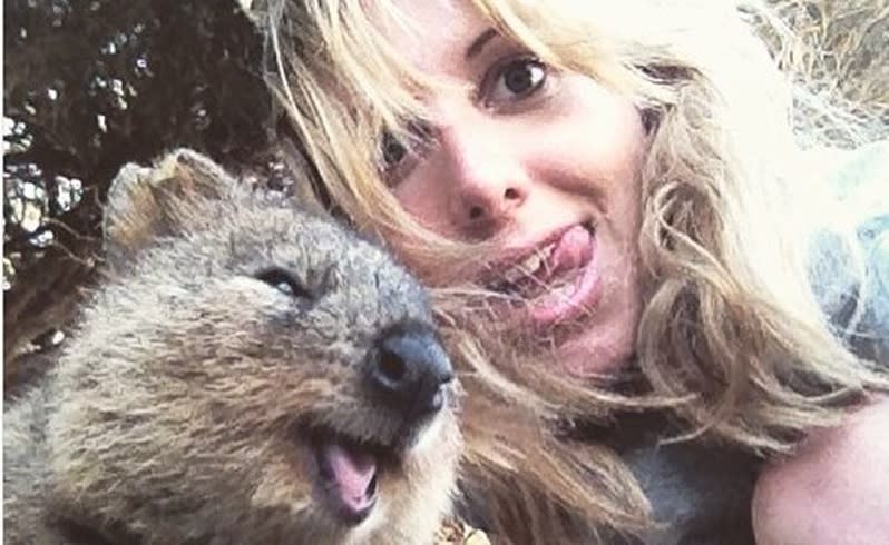 A quokka selfie taken on Rottnest