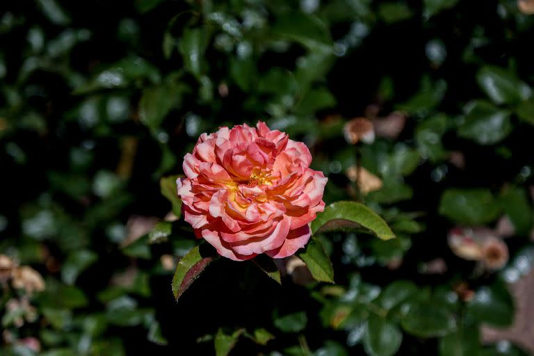 El Día de la Primavera se celebra en nuestro país el 21 de septiembre, aunque astronómicamente comenzará el sábado 23 (Foto: Ricardo Rubio - Europa Press)